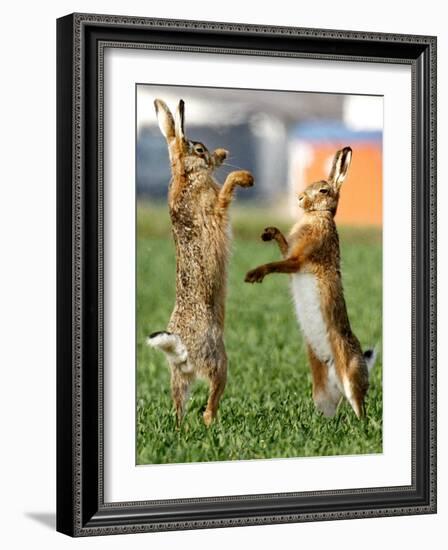 Hares Fight on a Field Near Frankfurt-null-Framed Photographic Print