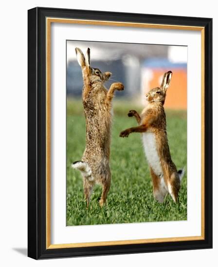 Hares Fight on a Field Near Frankfurt-null-Framed Photographic Print