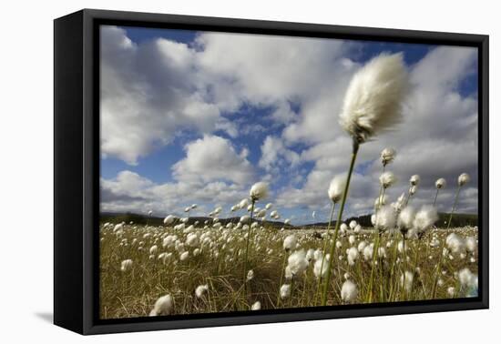 Harestail Cotton-Grass (Eriophorum Vaginatum) Growing on Bog Moorland, Scotland, UK, May-Mark Hamblin-Framed Premier Image Canvas