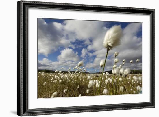 Harestail Cotton-Grass (Eriophorum Vaginatum) Growing on Bog Moorland, Scotland, UK, May-Mark Hamblin-Framed Photographic Print