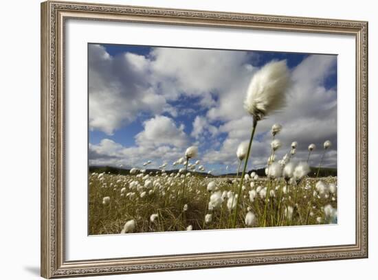 Harestail Cotton-Grass (Eriophorum Vaginatum) Growing on Bog Moorland, Scotland, UK, May-Mark Hamblin-Framed Photographic Print