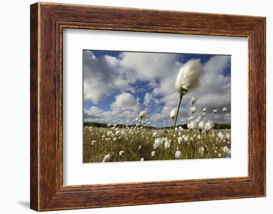 Harestail Cotton-Grass (Eriophorum Vaginatum) Growing on Bog Moorland, Scotland, UK, May-Mark Hamblin-Framed Photographic Print