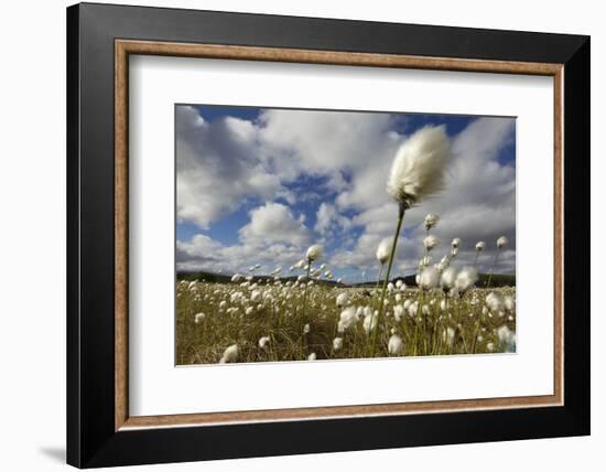 Harestail Cotton-Grass (Eriophorum Vaginatum) Growing on Bog Moorland, Scotland, UK, May-Mark Hamblin-Framed Photographic Print