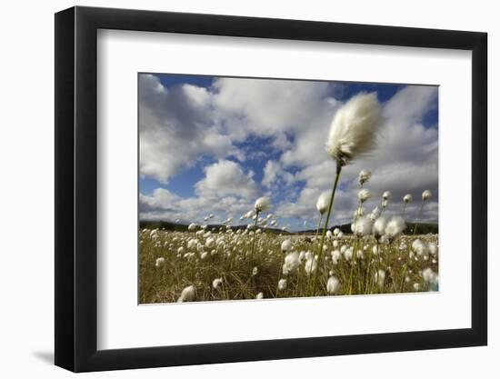 Harestail Cotton-Grass (Eriophorum Vaginatum) Growing on Bog Moorland, Scotland, UK, May-Mark Hamblin-Framed Photographic Print