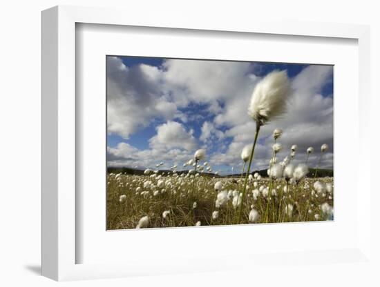 Harestail Cotton-Grass (Eriophorum Vaginatum) Growing on Bog Moorland, Scotland, UK, May-Mark Hamblin-Framed Photographic Print