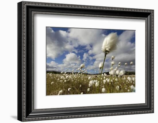 Harestail Cotton-Grass (Eriophorum Vaginatum) Growing on Bog Moorland, Scotland, UK, May-Mark Hamblin-Framed Photographic Print