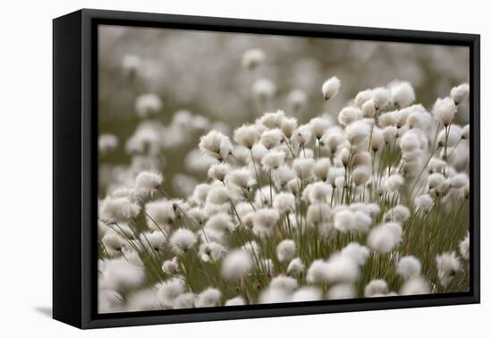 Harestail Cottongrass in Flower, Flow Country, Caithness, Highland, Scotland, UK, May-Peter Cairns-Framed Premier Image Canvas