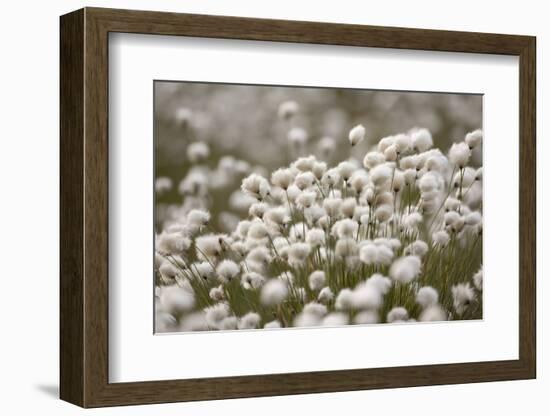 Harestail Cottongrass in Flower, Flow Country, Caithness, Highland, Scotland, UK, May-Peter Cairns-Framed Photographic Print