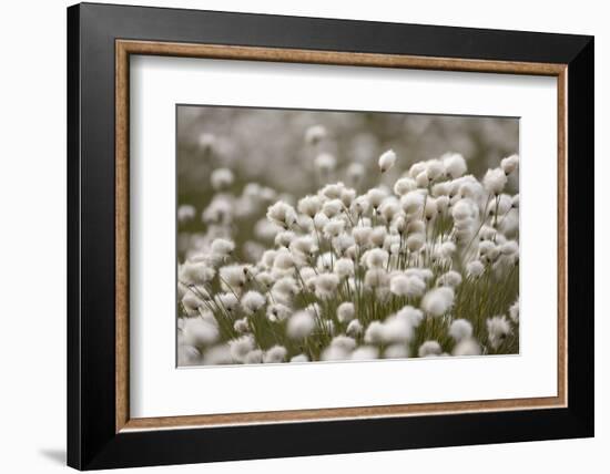 Harestail Cottongrass in Flower, Flow Country, Caithness, Highland, Scotland, UK, May-Peter Cairns-Framed Photographic Print