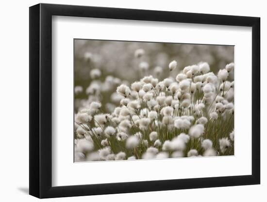 Harestail Cottongrass in Flower, Flow Country, Caithness, Highland, Scotland, UK, May-Peter Cairns-Framed Photographic Print