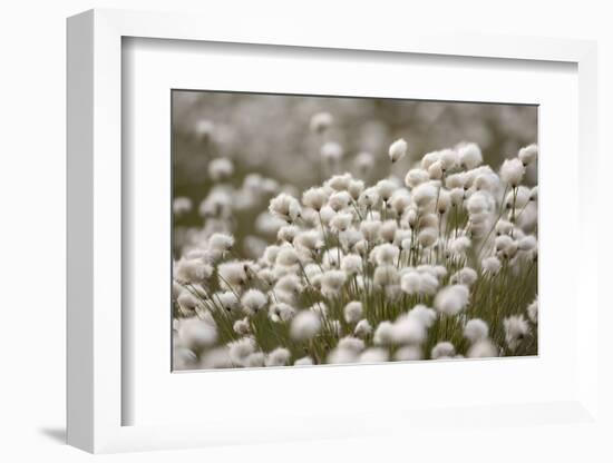 Harestail Cottongrass in Flower, Flow Country, Caithness, Highland, Scotland, UK, May-Peter Cairns-Framed Photographic Print