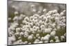 Harestail Cottongrass in Flower, Flow Country, Caithness, Highland, Scotland, UK, May-Peter Cairns-Mounted Photographic Print