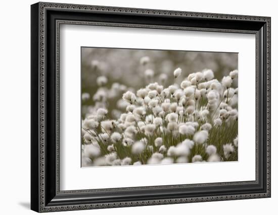 Harestail Cottongrass in Flower, Flow Country, Caithness, Highland, Scotland, UK, May-Peter Cairns-Framed Photographic Print