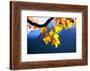 Harewood, Acer Pseudoplatanus, Autumn Foliage-Alfons Rumberger-Framed Photographic Print