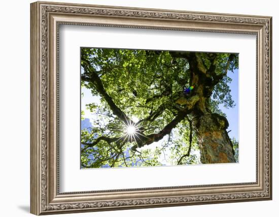 Harewood, Tree Top in the Back Light, Small Ahornboden, Karwendel, Tyrol-Rolf Roeckl-Framed Photographic Print