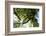 Harewood, Tree Top in the Back Light, Small Ahornboden, Karwendel, Tyrol-Rolf Roeckl-Framed Photographic Print