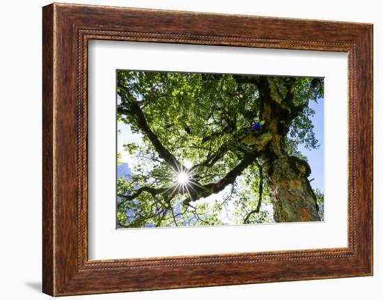 Harewood, Tree Top in the Back Light, Small Ahornboden, Karwendel, Tyrol-Rolf Roeckl-Framed Photographic Print