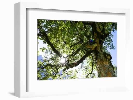 Harewood, Tree Top in the Back Light, Small Ahornboden, Karwendel, Tyrol-Rolf Roeckl-Framed Photographic Print