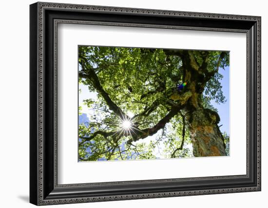 Harewood, Tree Top in the Back Light, Small Ahornboden, Karwendel, Tyrol-Rolf Roeckl-Framed Photographic Print