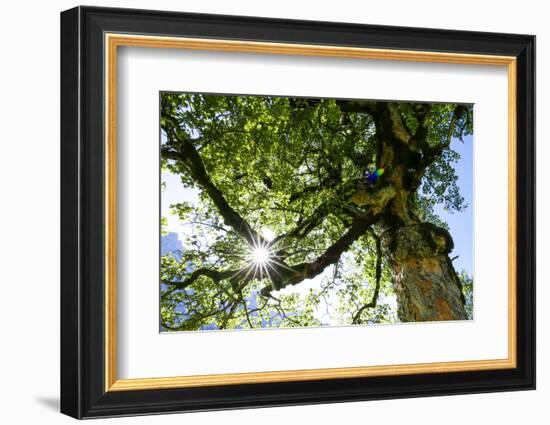 Harewood, Tree Top in the Back Light, Small Ahornboden, Karwendel, Tyrol-Rolf Roeckl-Framed Photographic Print