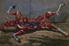 Anatomy of a Horse, from 'Cours D'Hippiatrique Ou Traite Complet De La Medecine Des Chevaux'-Harguinier-Giclee Print