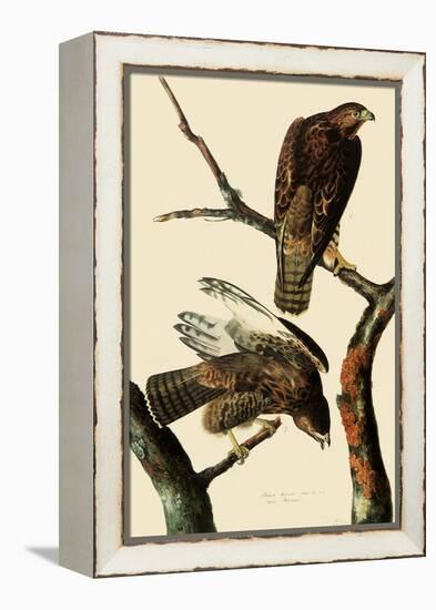 Harlan's Hawks-John James Audubon-Framed Premier Image Canvas