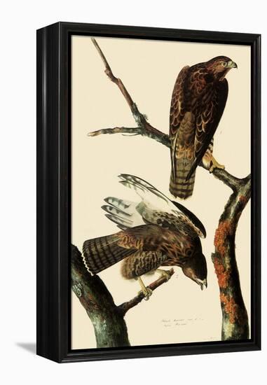 Harlan's Hawks-John James Audubon-Framed Premier Image Canvas