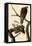 Harlan's Hawks-John James Audubon-Framed Premier Image Canvas