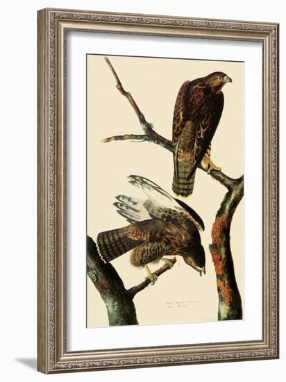 Harlan's Hawks-John James Audubon-Framed Giclee Print