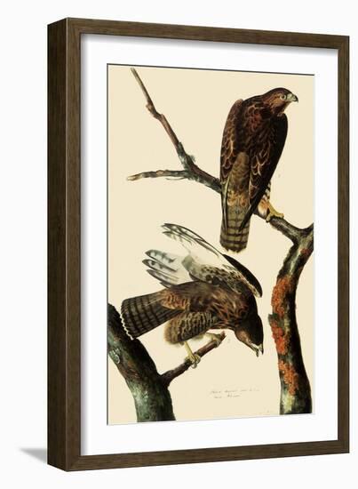 Harlan's Hawks-John James Audubon-Framed Giclee Print