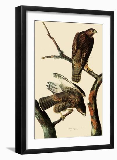 Harlan's Hawks-John James Audubon-Framed Giclee Print