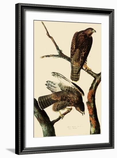 Harlan's Hawks-John James Audubon-Framed Giclee Print