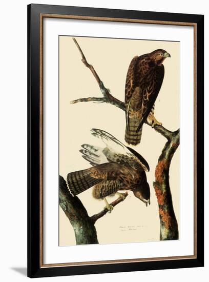 Harlan's Hawks-John James Audubon-Framed Giclee Print