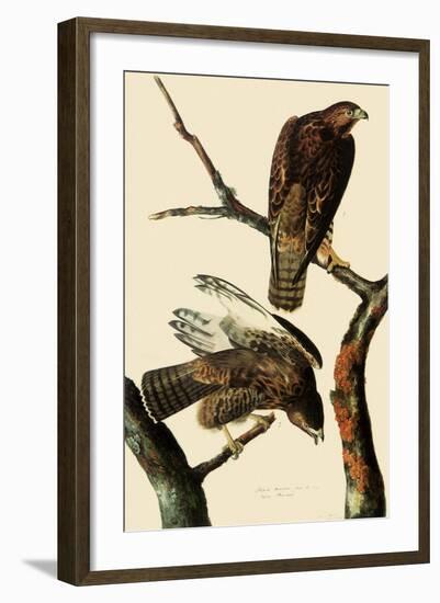 Harlan's Hawks-John James Audubon-Framed Giclee Print