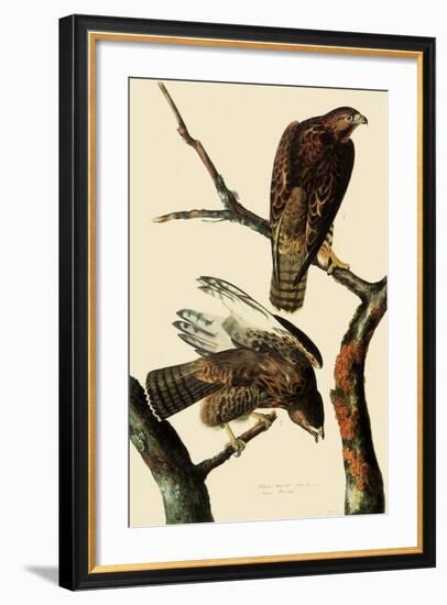 Harlan's Hawks-John James Audubon-Framed Giclee Print