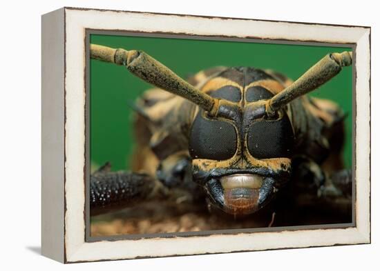 harlequin beetle headshot close up, mexico-claudio contreras-Framed Premier Image Canvas