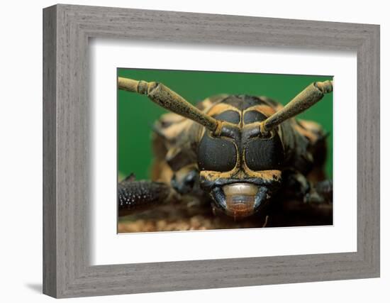 harlequin beetle headshot close up, mexico-claudio contreras-Framed Photographic Print