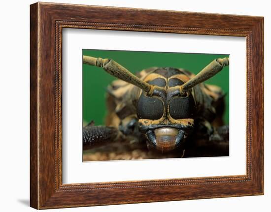 harlequin beetle headshot close up, mexico-claudio contreras-Framed Photographic Print