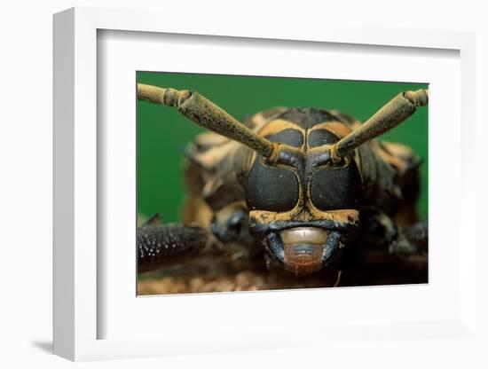 harlequin beetle headshot close up, mexico-claudio contreras-Framed Photographic Print