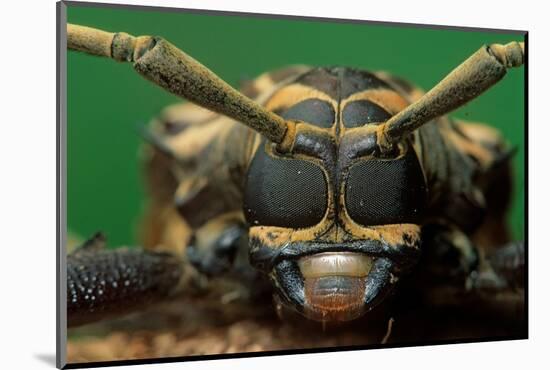 harlequin beetle headshot close up, mexico-claudio contreras-Mounted Photographic Print