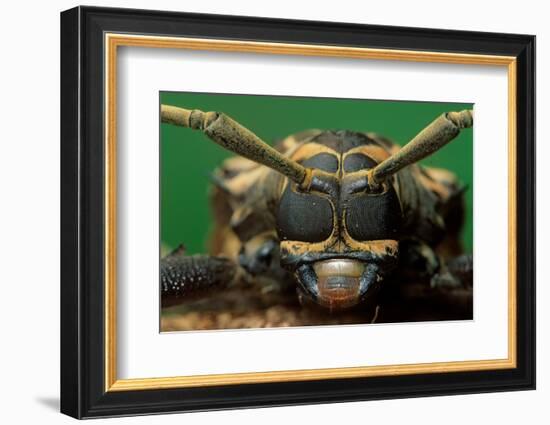 harlequin beetle headshot close up, mexico-claudio contreras-Framed Photographic Print