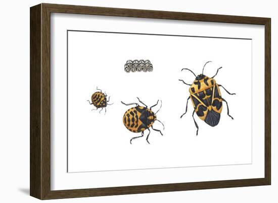 Harlequin Bug Metamorphosis (Murgantia Histrionica), Insects-Encyclopaedia Britannica-Framed Art Print