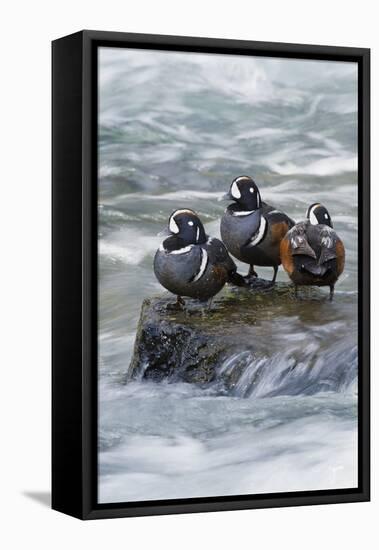 Harlequin Drakes Resting in Fresh Water Rapids-Ken Archer-Framed Premier Image Canvas