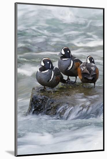 Harlequin Drakes Resting in Fresh Water Rapids-Ken Archer-Mounted Photographic Print