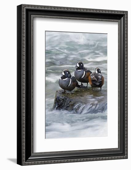 Harlequin Drakes Resting in Fresh Water Rapids-Ken Archer-Framed Photographic Print