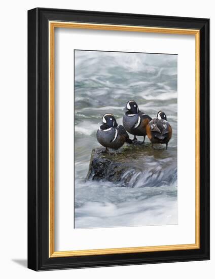 Harlequin Drakes Resting in Fresh Water Rapids-Ken Archer-Framed Photographic Print