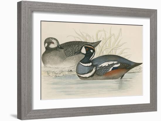 Harlequin Duck-Beverley R. Morris-Framed Giclee Print