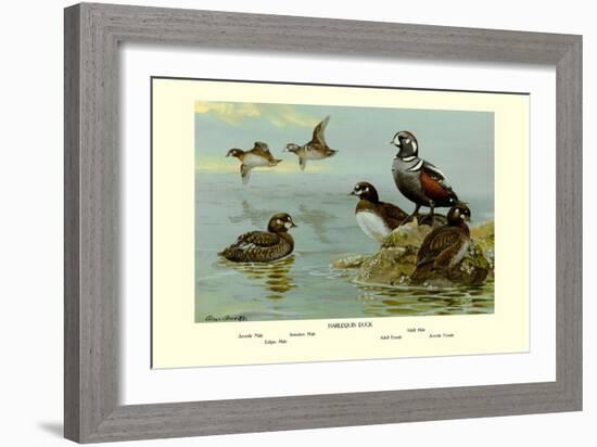 Harlequin Duck-Allan Brooks-Framed Art Print