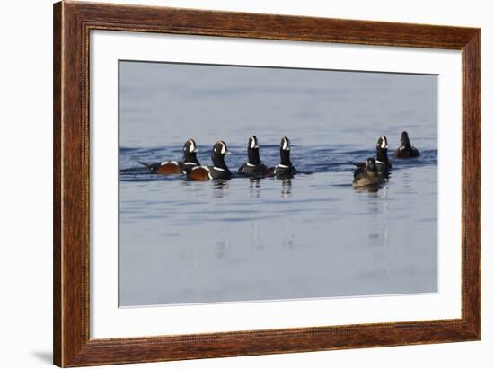 Harlequin Ducks-Ken Archer-Framed Photographic Print