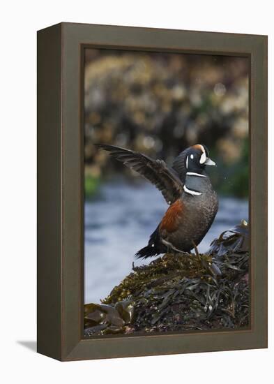 Harlequin Ducks-Ken Archer-Framed Premier Image Canvas